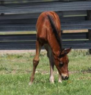 Filly Foal For Sale